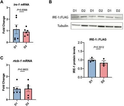 IRE-1 endoribonuclease activity declines early in C. elegans adulthood and is not rescued by reduced reproduction